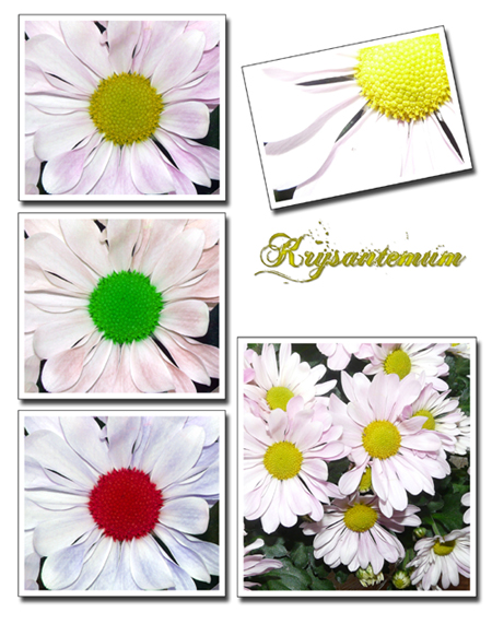 krysantemum