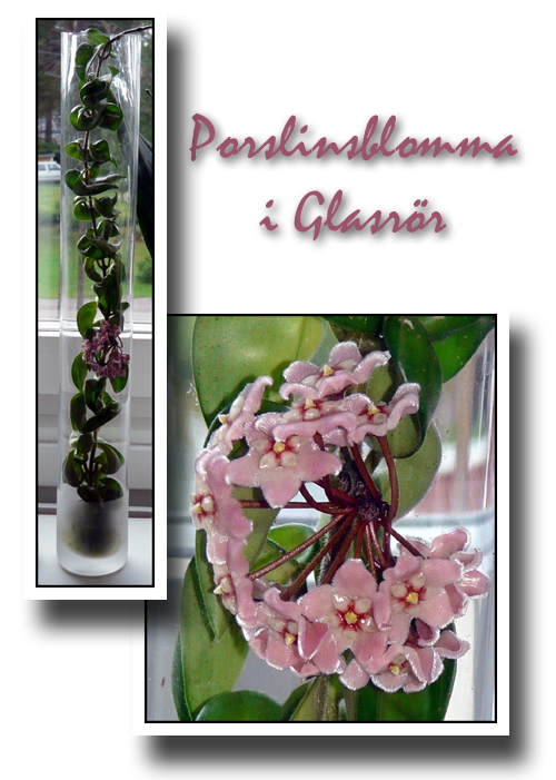 porslinsblomma