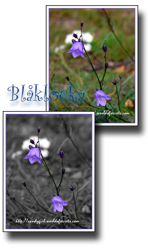 Blåklockor
