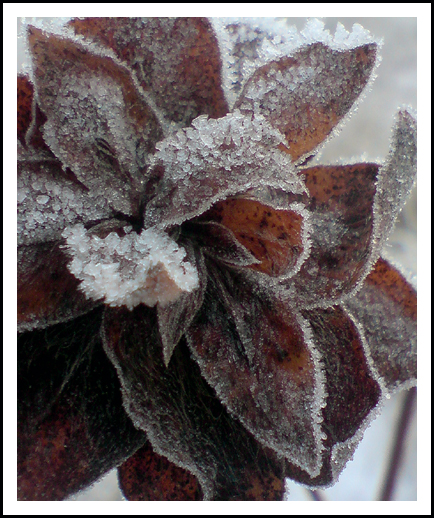 frost