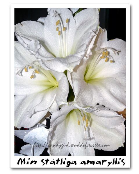 amaryllis