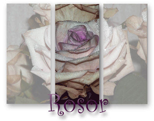 Mera rosor