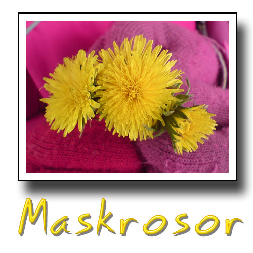 maskrosor