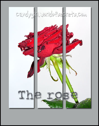 the rose