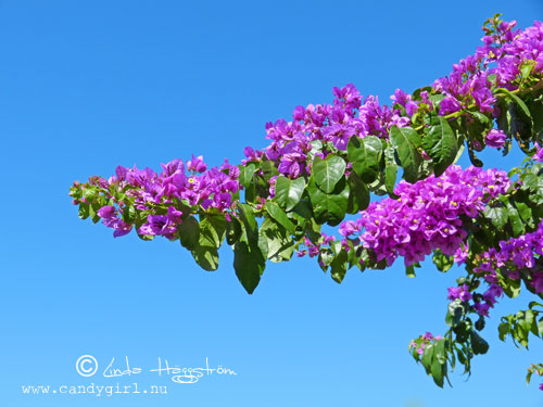 bouganvilla