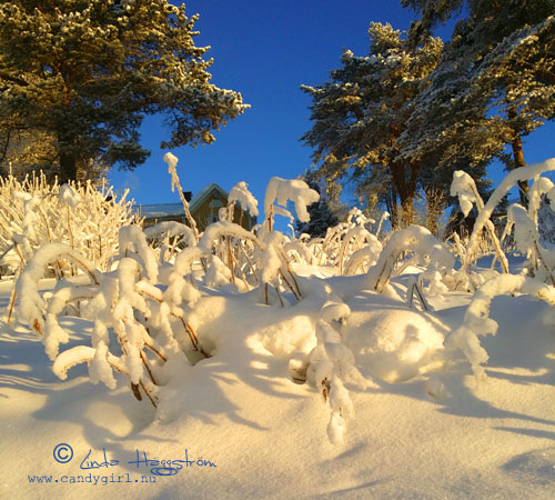 januarisnö4