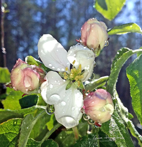 äppelblomma-vers5