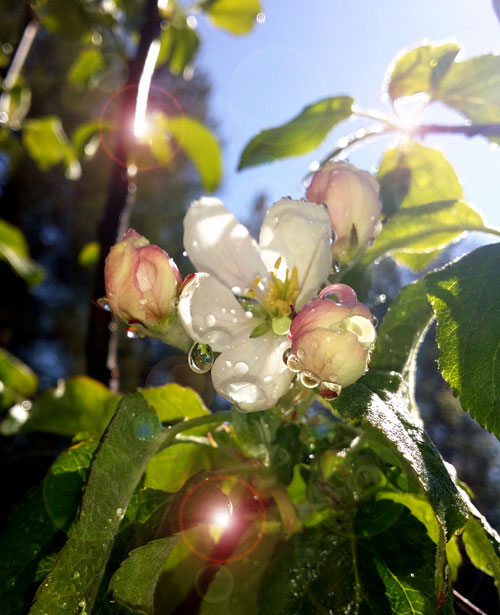 äppelblomma