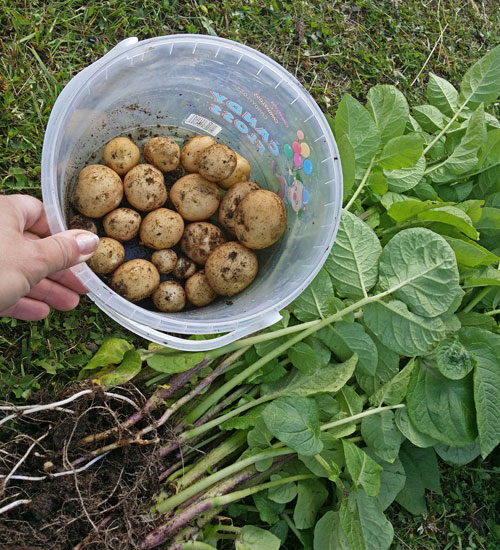 potatisskörd