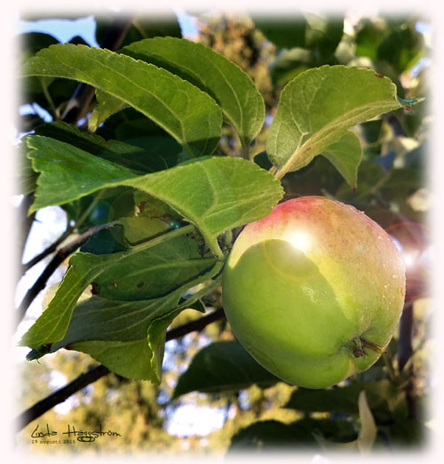 äpple-augusti