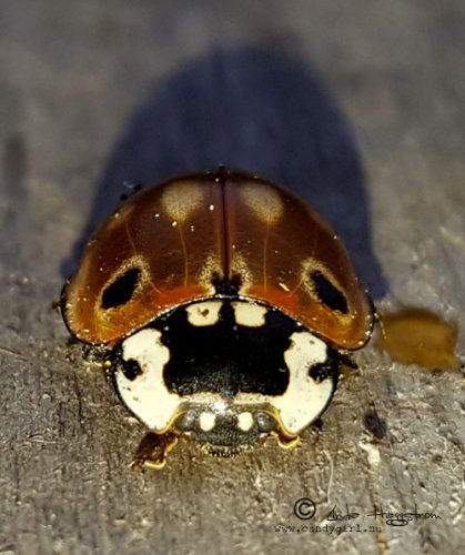 ladybird1