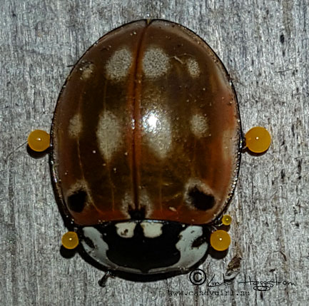 ladybird2