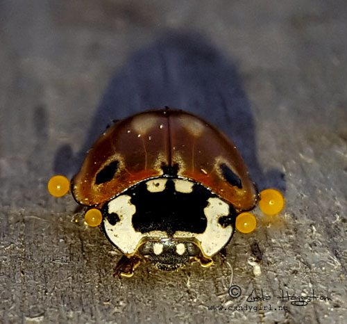 ladybird3